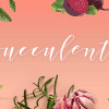 Succulents – Healthy Lifestyle and Wellness Theme