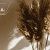 Askka – Candle Shop